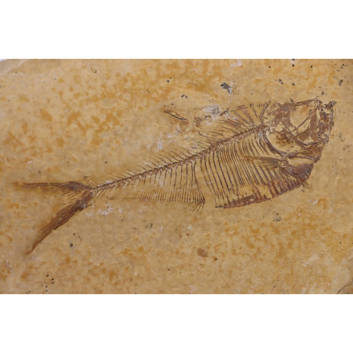 Diplomystus dentatus - Eocène - green river formation - Wyoming - USA