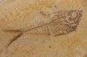 poisson fossile Diplomystus dentatus - WYOMING, USA