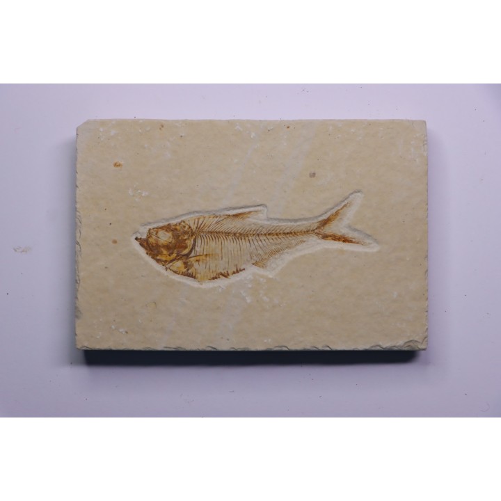 poisson fossile Diplomystus dentatus - WYOMING, USA