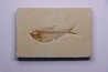 poisson fossile Diplomystus dentatus - WYOMING, USA