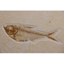 Diplomystus dentatus - Eocène - green river formation - Wyoming - USA
