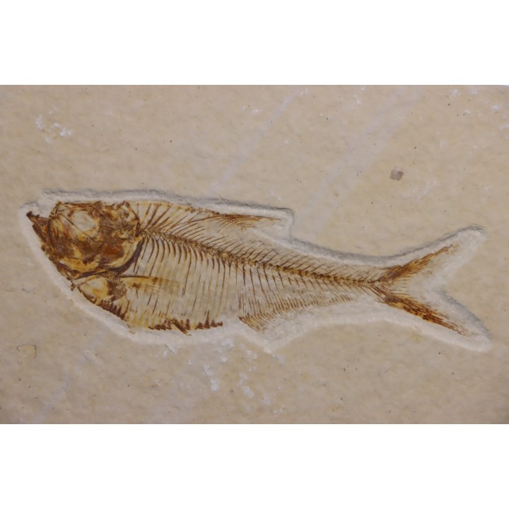 poisson fossile Diplomystus dentatus - WYOMING, USA
