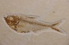Diplomystus dentatus - Eocène - green river formation - Wyoming - USA