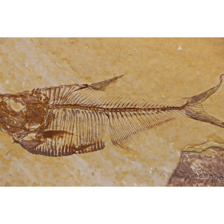 Diplomystus dentatus - Eocène - green river formation - Wyoming - USA