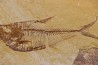 Diplomystus dentatus - Eocène - green river formation - Wyoming - USA