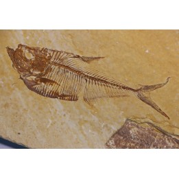 Diplomystus dentatus - Eocène - green river formation - Wyoming - USA