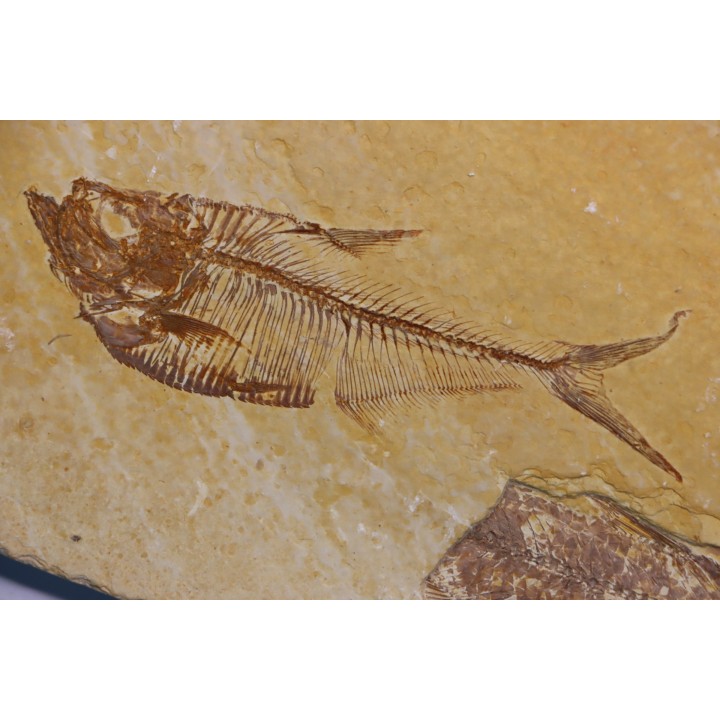 Diplomystus dentatus - Eocène - green river formation - Wyoming - USA