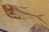 Diplomystus dentatus - Eocène - green river formation - Wyoming - USA