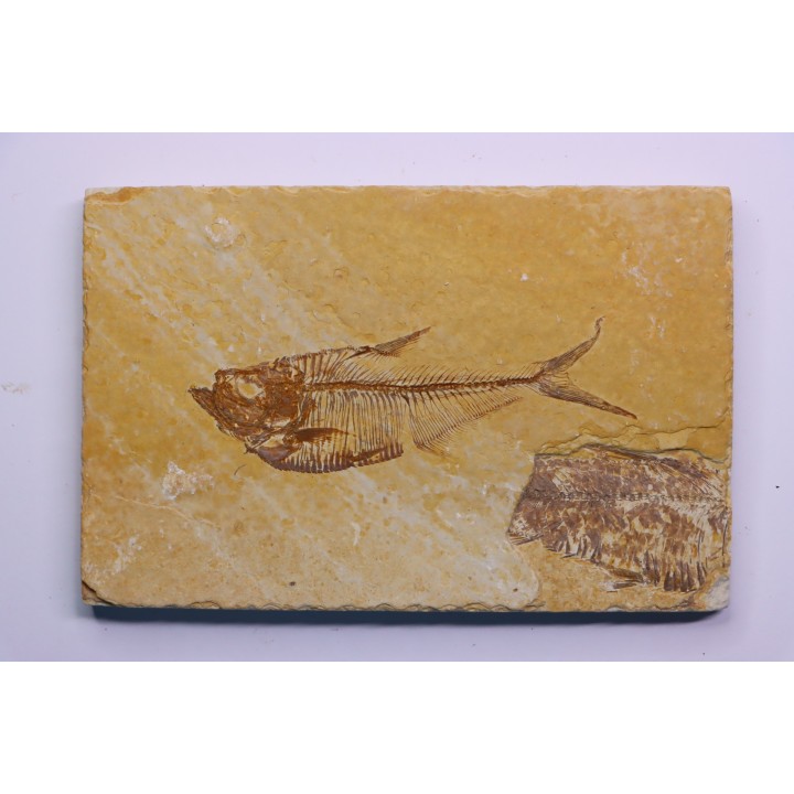 Diplomystus dentatus - Eocène - green river formation - Wyoming - USA