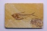 poisson fossile Diplomystus dentatus - WYOMING, USA