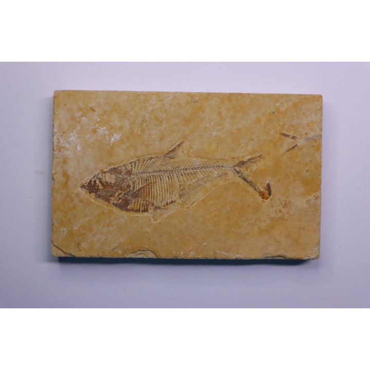 poisson fossile Diplomystus dentatus - WYOMING, USA