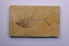 poisson fossile Diplomystus dentatus - WYOMING, USA
