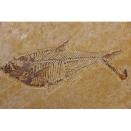 Diplomystus dentatus - Eocène - green river formation - Wyoming - USA