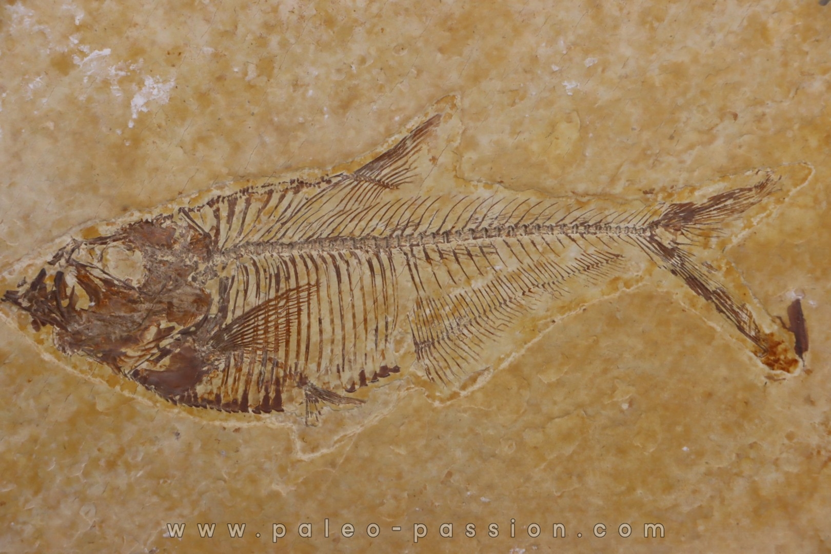 Diplomystus dentatus - Eocène - green river formation - Wyoming - USA