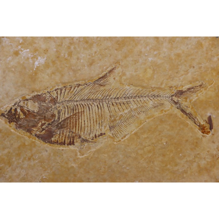 poisson fossile Diplomystus dentatus - WYOMING, USA
