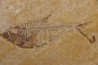Diplomystus dentatus - Eocène - green river formation - Wyoming - USA