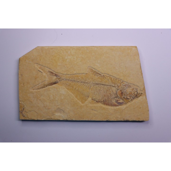 poisson fossile Diplomystus dentatus - WYOMING, USA