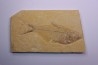 poisson fossile Diplomystus dentatus - WYOMING, USA