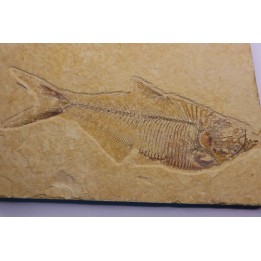 poisson fossile Diplomystus dentatus - WYOMING, USA
