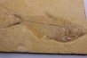 Diplomystus dentatus - Eocène - green river formation - Wyoming - USA