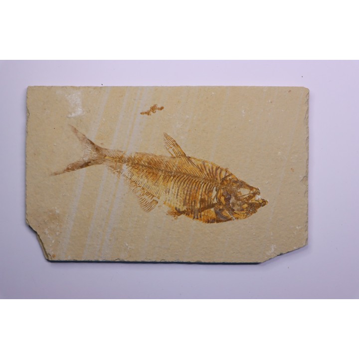 poisson fossile Diplomystus dentatus - WYOMING, USA