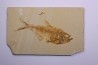 poisson fossile Diplomystus dentatus - WYOMING, USA
