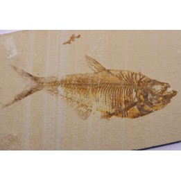 poisson fossile Diplomystus dentatus - WYOMING, USA