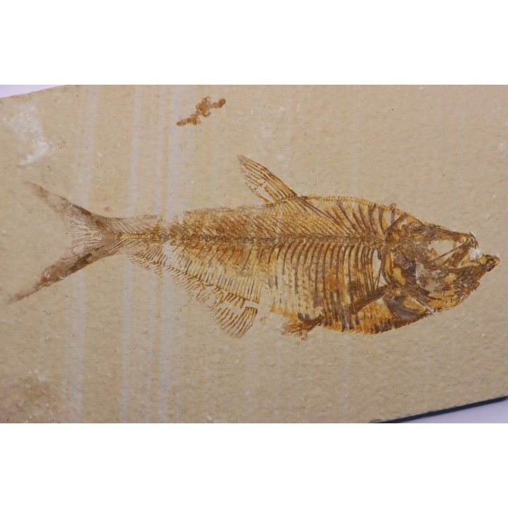poisson fossile Diplomystus dentatus - WYOMING, USA