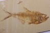 Diplomystus dentatus - Eocène - green river formation - Wyoming - USA