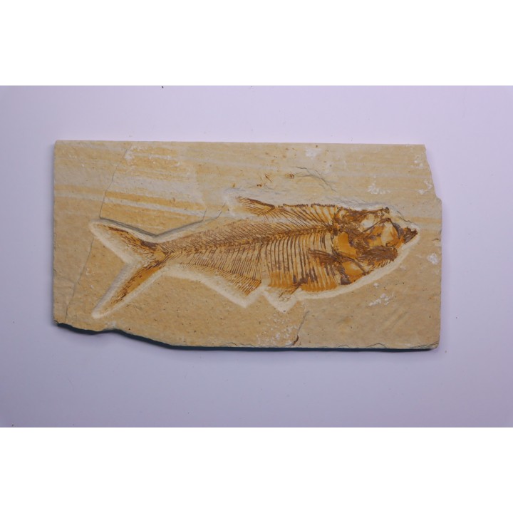 Diplomystus dentatus - Eocène - green river formation - Wyoming - USA