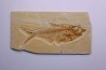 Diplomystus dentatus - Eocène - green river formation - Wyoming - USA