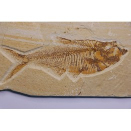 Diplomystus dentatus - Eocène - green river formation - Wyoming - USA