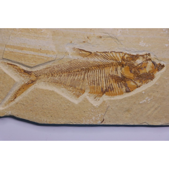 Diplomystus dentatus - Eocène - green river formation - Wyoming - USA