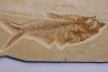 Diplomystus dentatus - Eocène - green river formation - Wyoming - USA