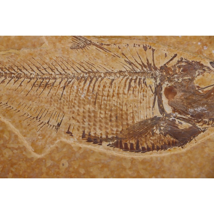 Diplomystus dentatus - Eocène - green river formation - Wyoming - USA
