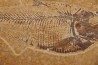poisson fossile Diplomystus dentatus - WYOMING, USA