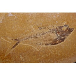poisson fossile Diplomystus dentatus - WYOMING, USA
