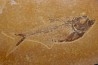 poisson fossile Diplomystus dentatus - WYOMING, USA