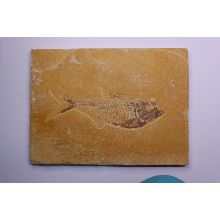 Diplomystus dentatus - Eocène - green river formation - Wyoming - USA