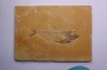 Diplomystus dentatus - Eocène - green river formation - Wyoming - USA