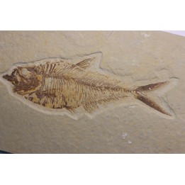 Diplomystus dentatus - Eocène - green river formation - Wyoming - USA