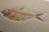poisson fossile Diplomystus dentatus - WYOMING, USA