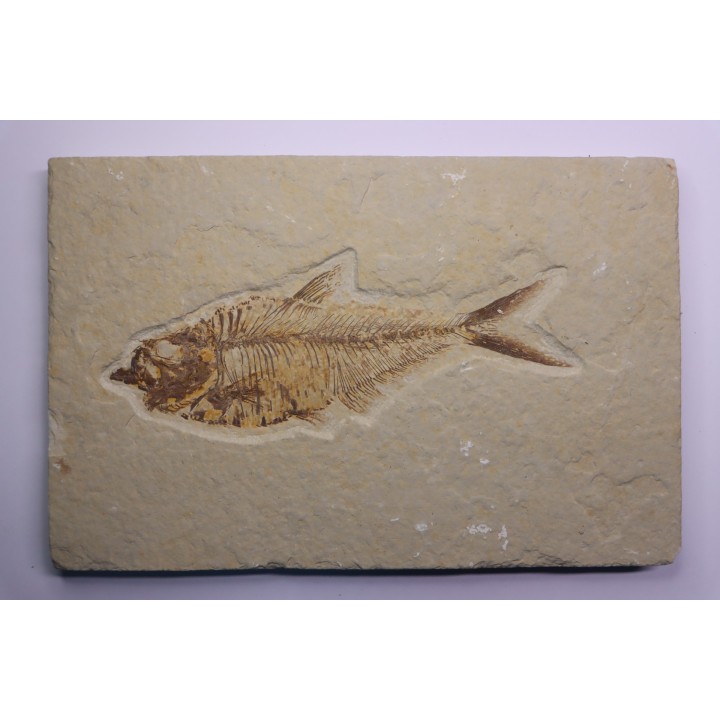 poisson fossile Diplomystus dentatus - WYOMING, USA