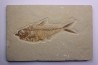 Diplomystus dentatus - Eocène - green river formation - Wyoming - USA
