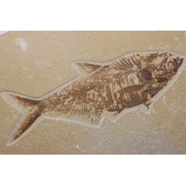 poisson fossile Diplomystus dentatus - WYOMING, USA