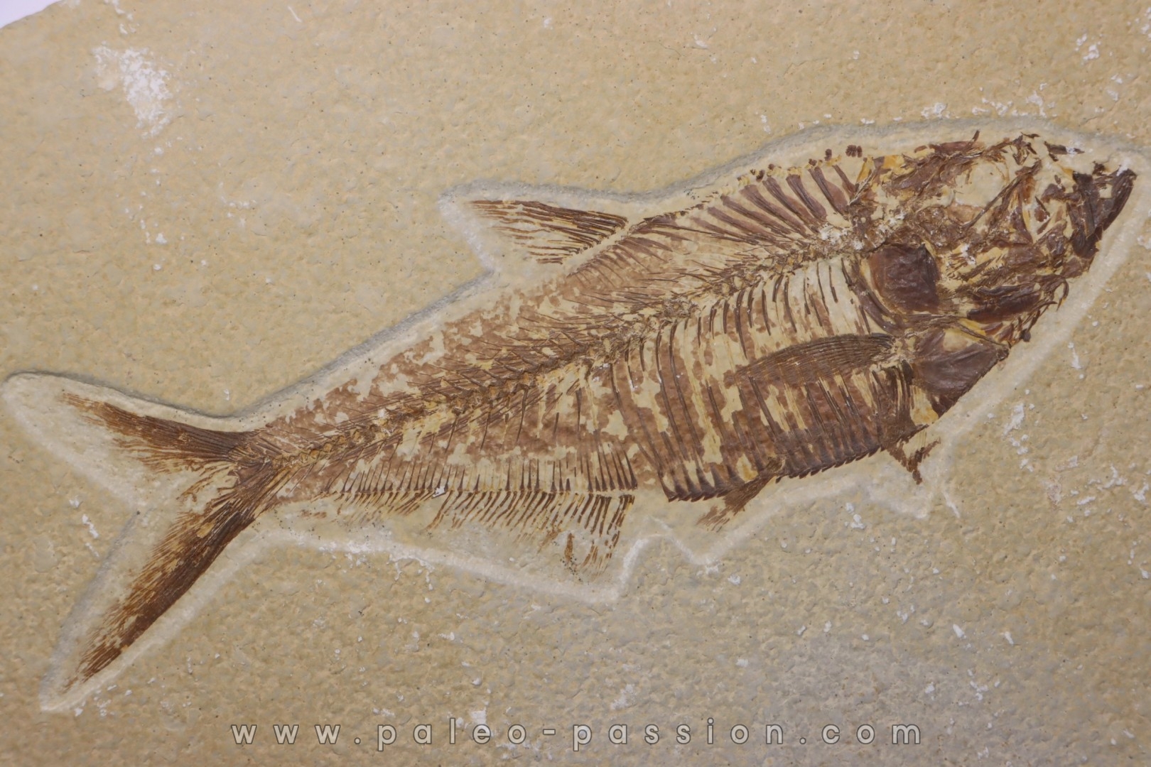 poisson fossile Diplomystus dentatus - WYOMING, USA
