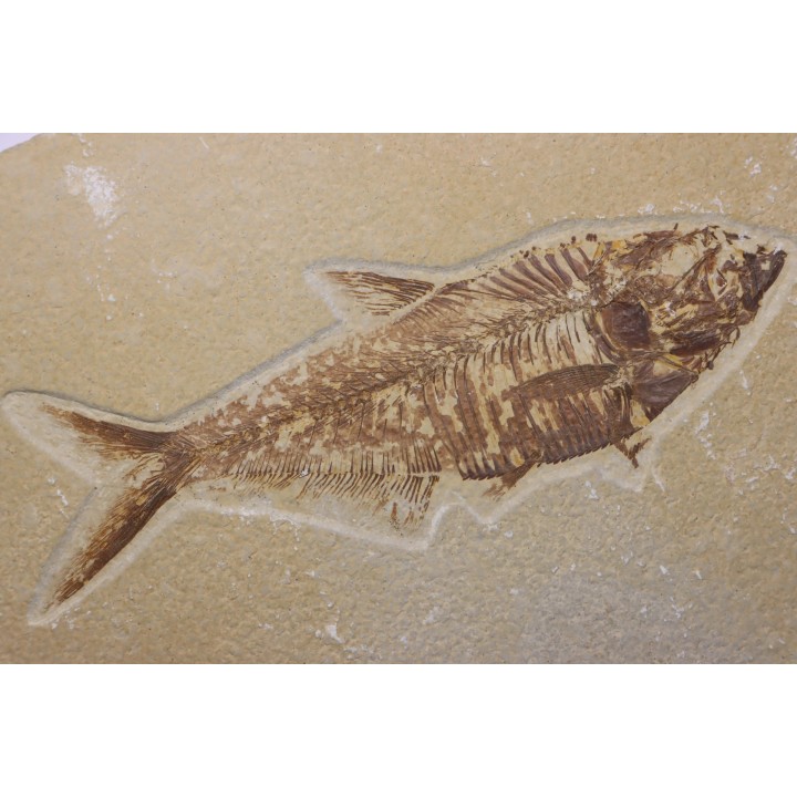Diplomystus dentatus - Eocène - green river formation - Wyoming - USA