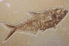 Diplomystus dentatus - Eocène - green river formation - Wyoming - USA