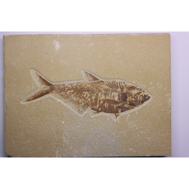 poisson fossile Diplomystus dentatus - WYOMING, USA