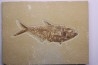 Diplomystus dentatus - Eocène - green river formation - Wyoming - USA